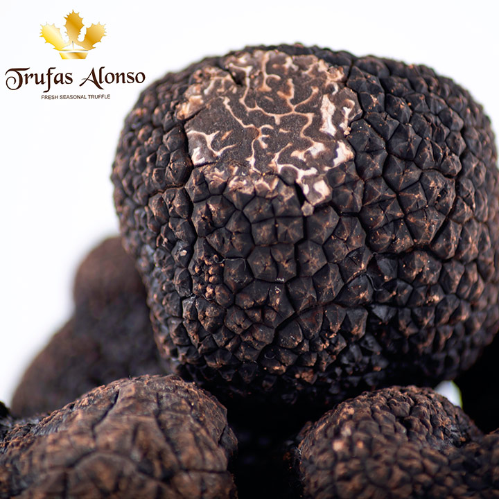 black truffle, tuber melanosporum
