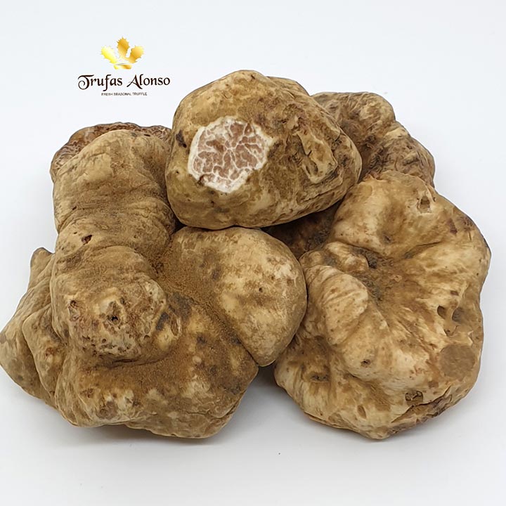 white truffle, tuber magnatum
