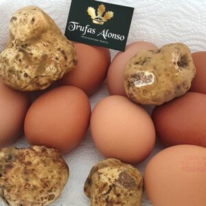 4 huevos trufados con trufa blanca Tuber magnatum pico