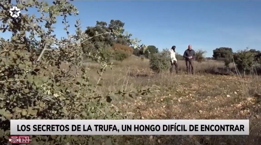 Entrevista a Javier Acedo en Telemadrid: ¿Cómo buscar trufa negra? Diciembre 2021