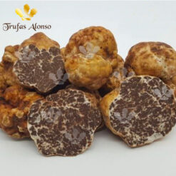 Trufa de Primavera (Tuber Borchii)