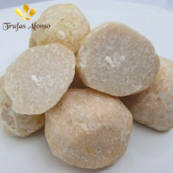 Trufa dulce de Hungría (Mattirolomyces Terfezioides)