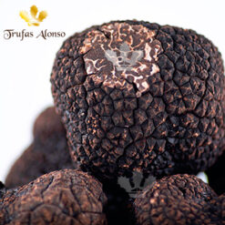 Trufa Negra (Tuber Melanosporum)