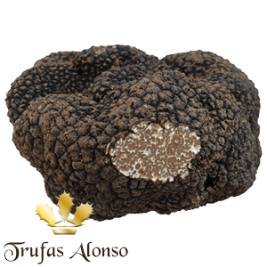 Trufa de Otoño (Tuber Uncinatum)
