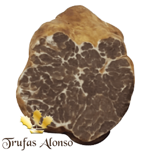 Trufa de Primavera (Tuber Borchii)