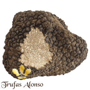 Trufa de Verano (Tuber Aestivum)