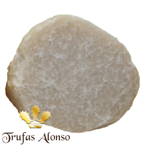 Trufa dulce de Hungría (Mattirolomyces Terfezioides)
