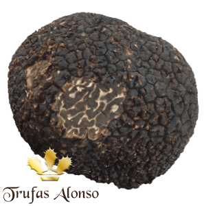 Trufa Negra (Tuber Melanosporum)