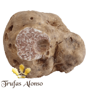 Trufa Blanca (Tuber Magnatum)