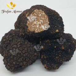Trufa de Otoño (Tuber Uncinatum)