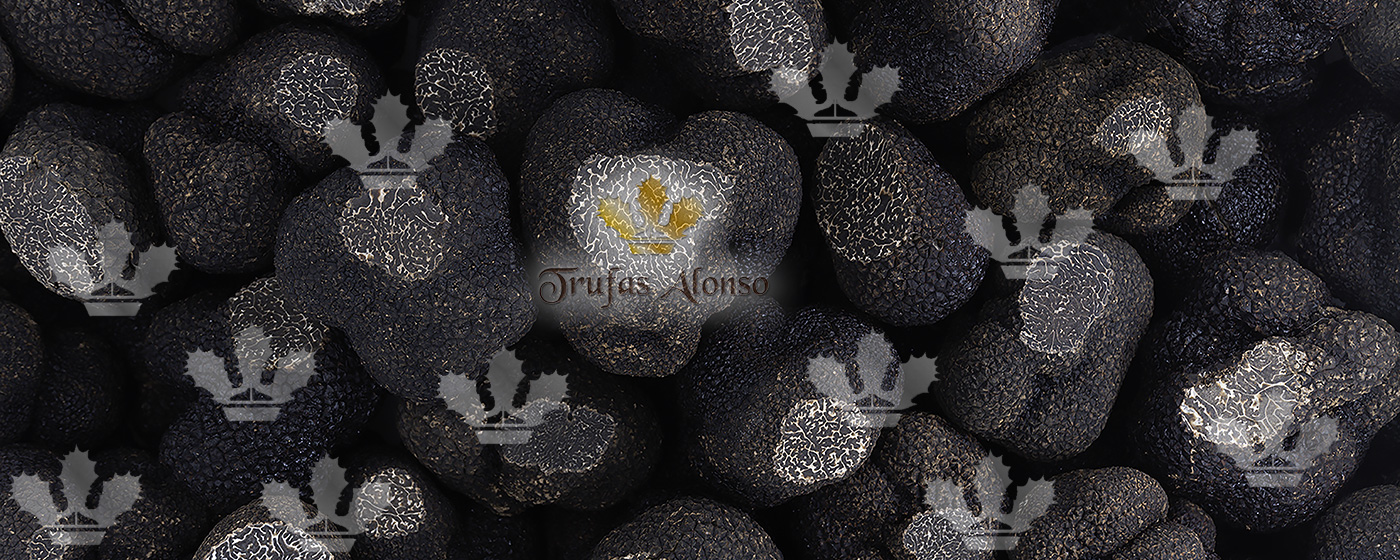 Trufas negras Alonso para a hotelaria e restauração